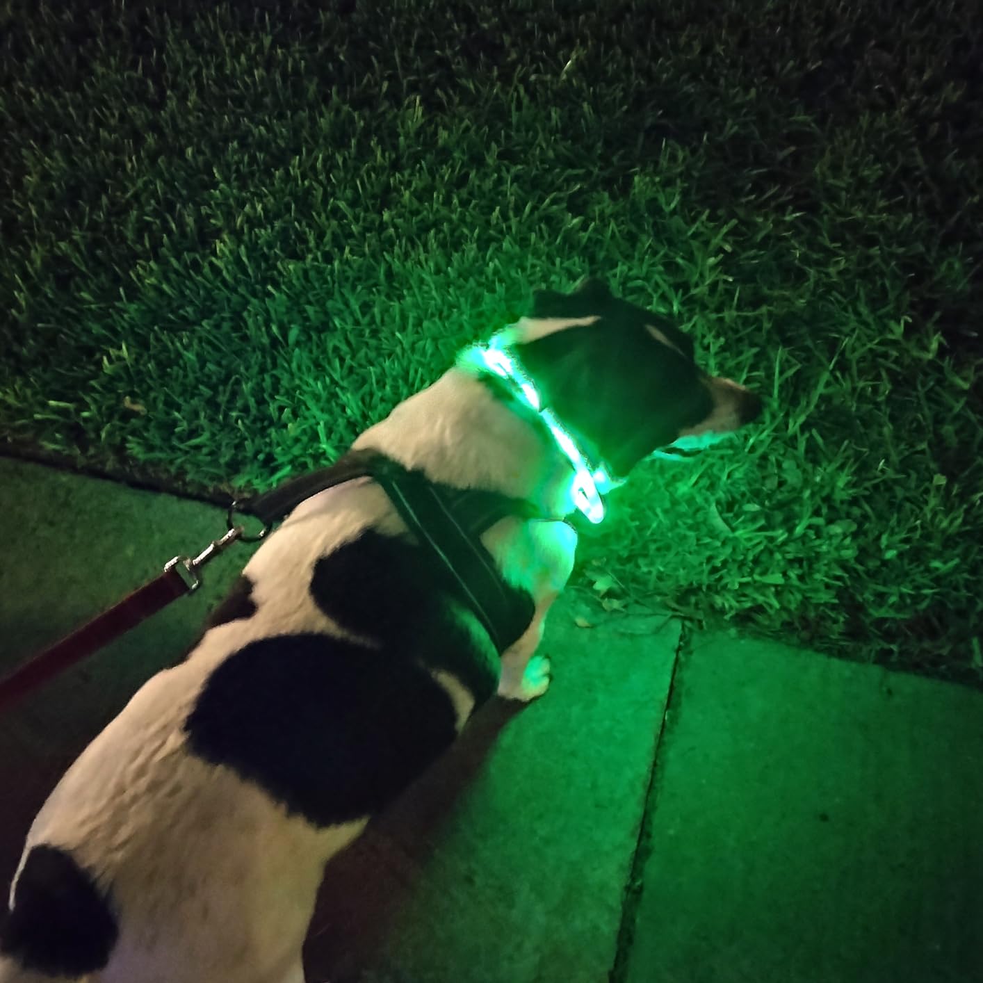Silicone LED Dog Collar,USB Re - Tech Dog Accessories avaliação e preço